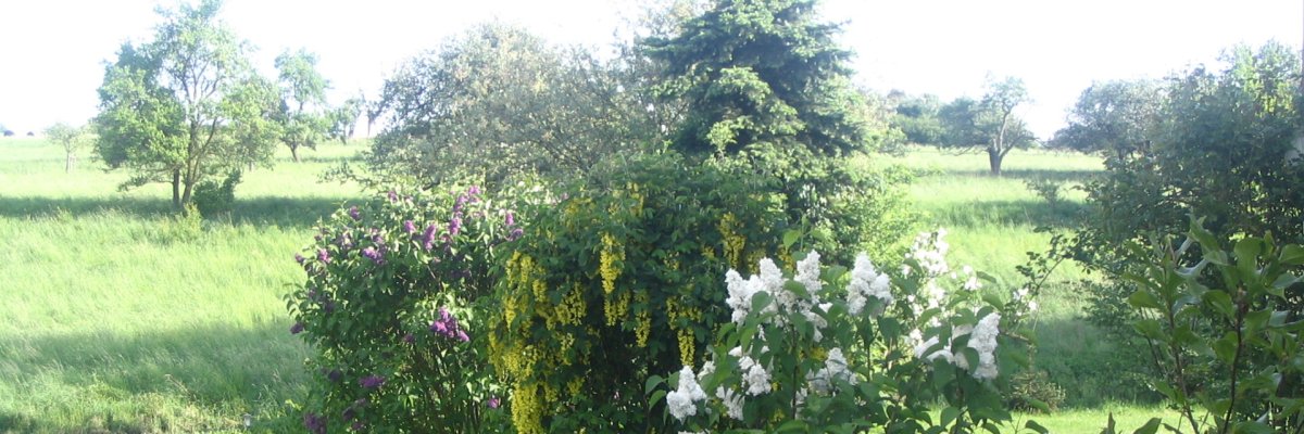 Dieses Foto zeigt die Aussicht der Ferienwohnung am Frankenbach