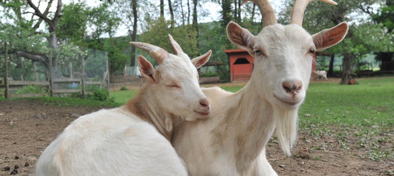 Dieses Foto zeigt zwei Ziegen am Schwanenteich