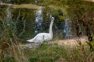 Deses Bild zeigt einen Schwan, der dem Schwanenteich seinen Namen gibt
