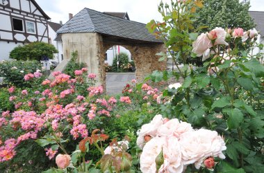 Dieses Foto zeigt Rosenbeete in Löhndorf
