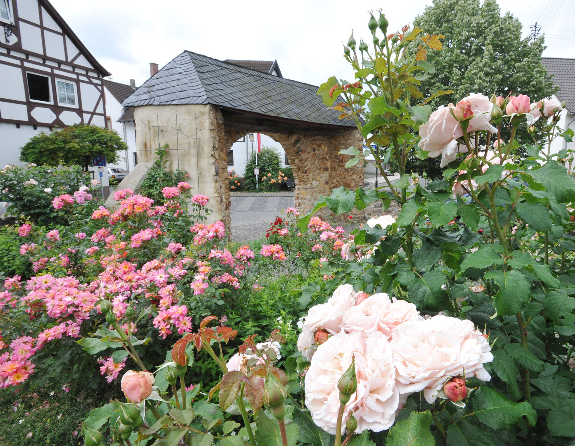 Dieses Foto zeigt Rosenbeete in Löhndorf