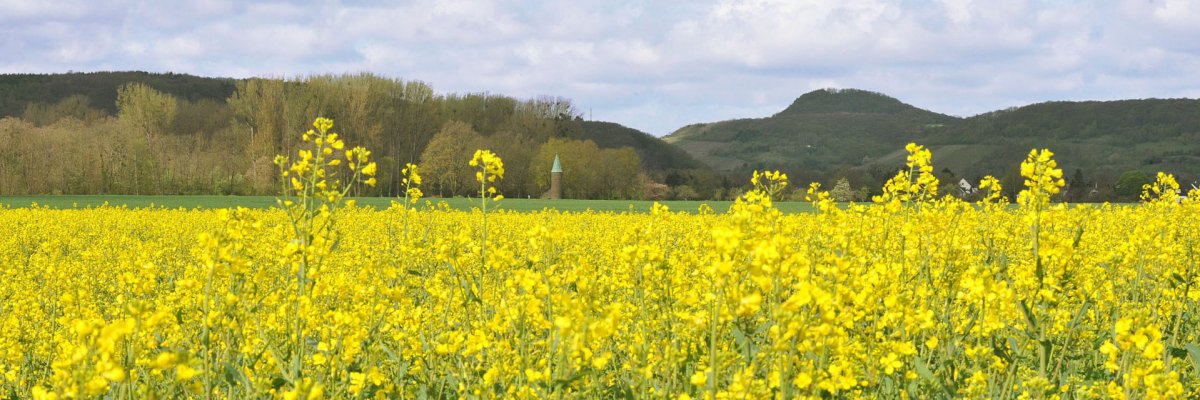 Der Turm des Ehrenfriedhofs ist schon aus der Ferne zu erkennen auf diesem Bild sieht man die Rapsfelder vor dem Mühlenberg in Bad Bodendorf, mit dem Turm des Ehrenfriedhofs gut sichtbar