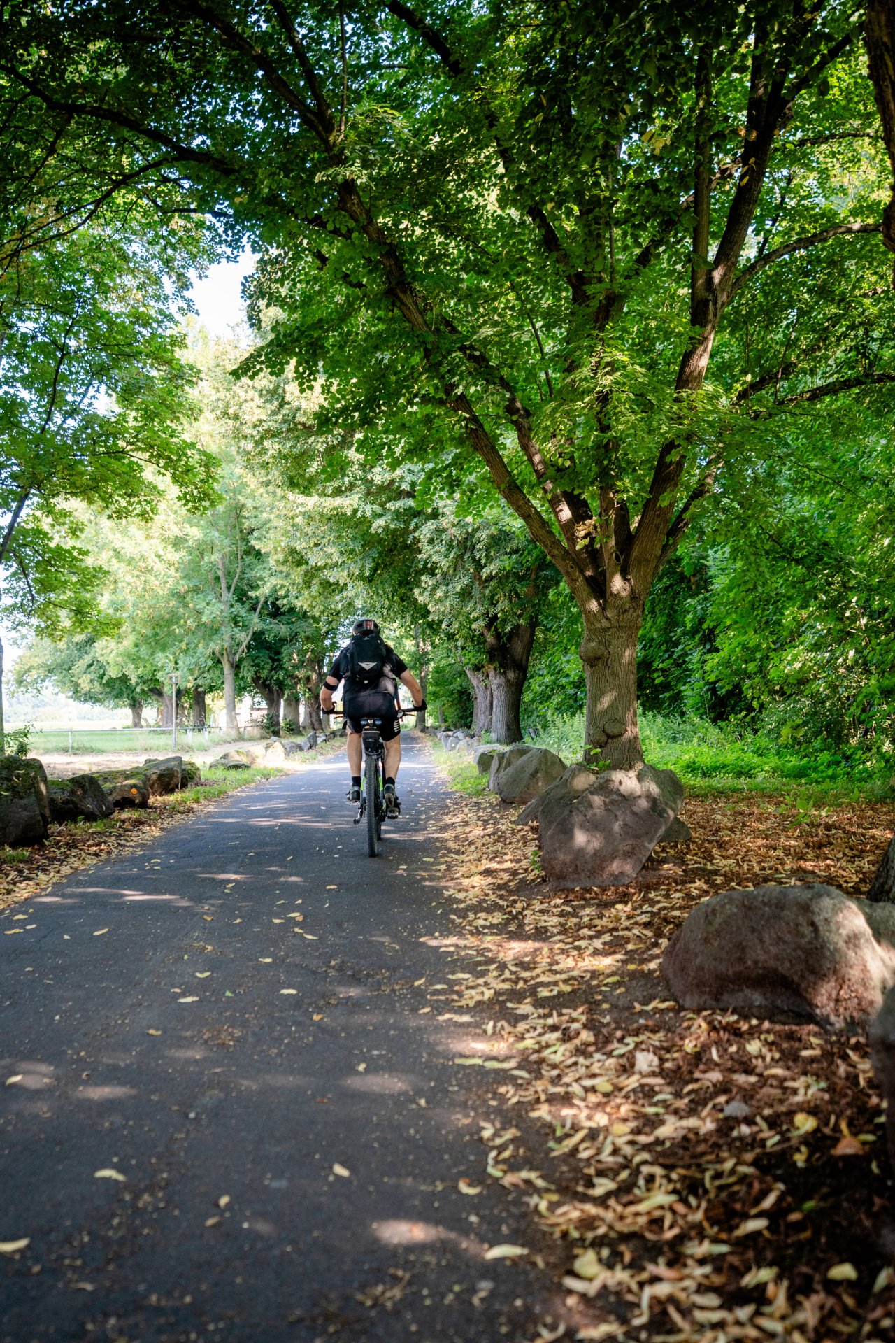 Fahrradfahrer unterwegs Ein Fahrradfahrer auf einem Radweg mit Bäumen links und rechts